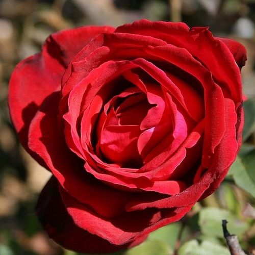 Németország, 1933 - Rózsa - Kardinal - Online rózsa vásárlás